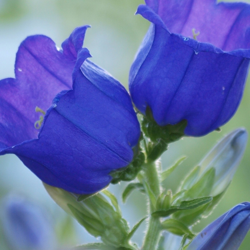 Синие цветы колокольчики