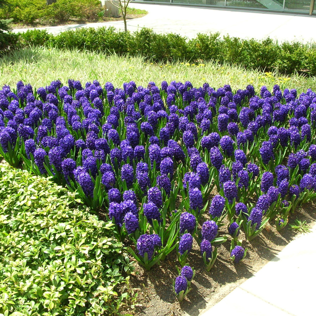 Цветы синие гиацинты расцвели на поляне