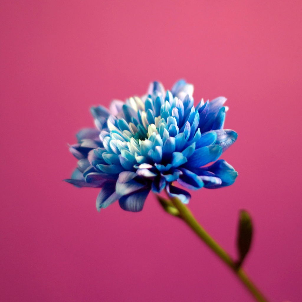 Голубой цветок на розовом фоне