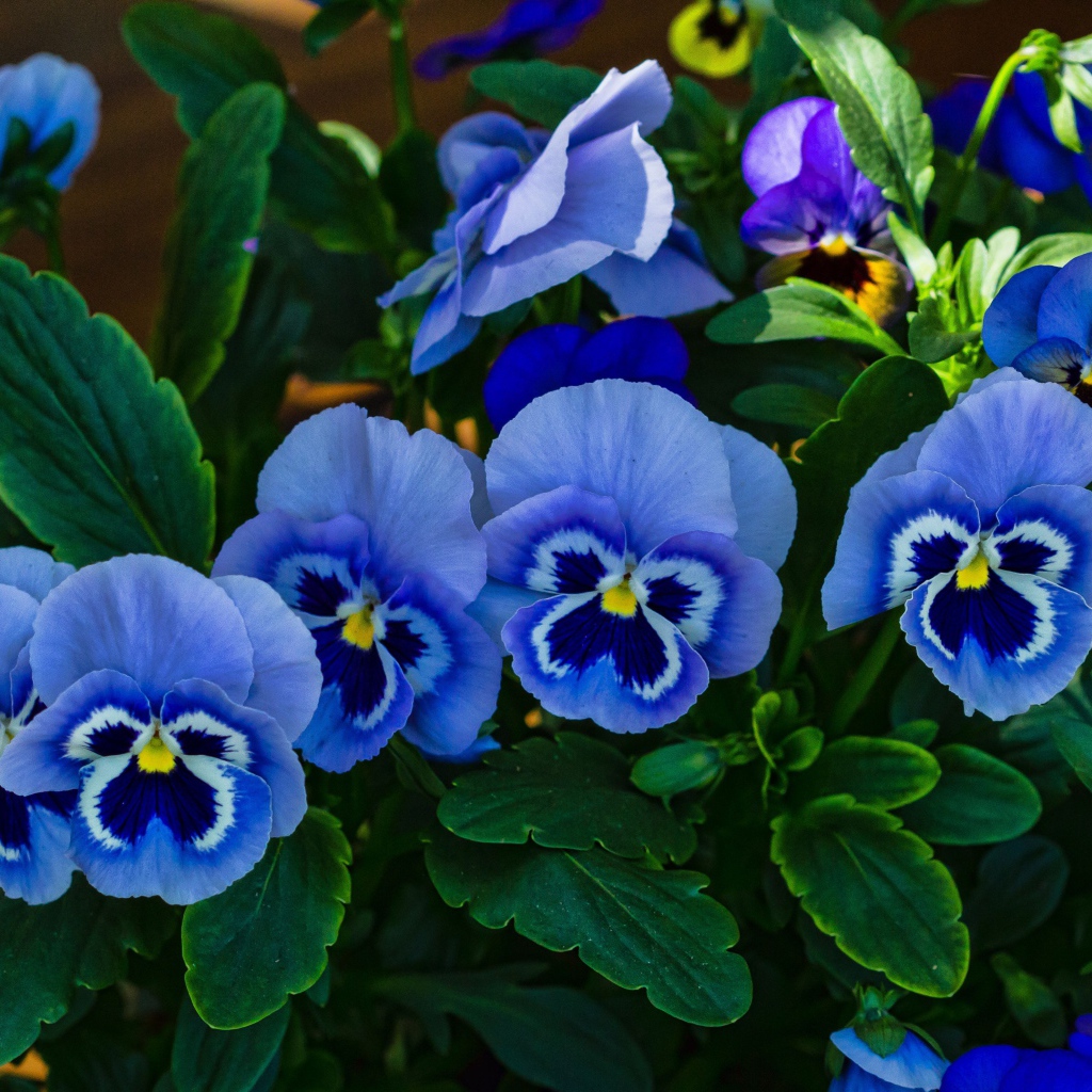 Голубые анютины глазки расцвели на поляне