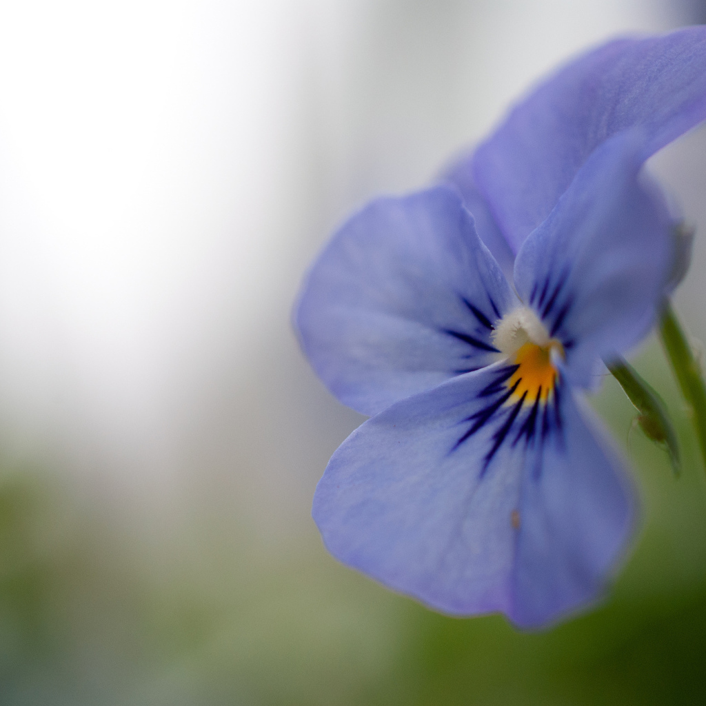 Голубой цветок анютины глазки