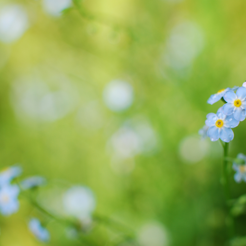 Цветы голубые анютины глазки на поляне
