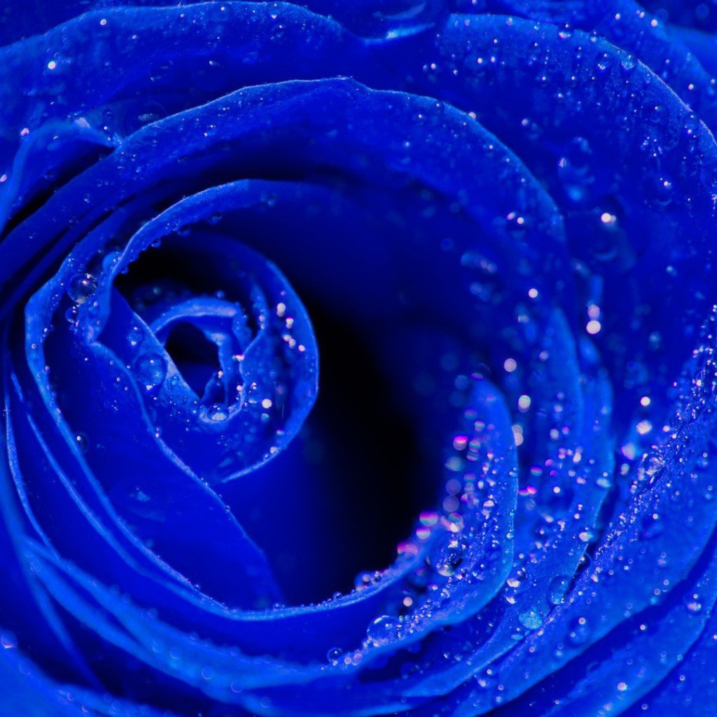 Синяя роза, сердцевина