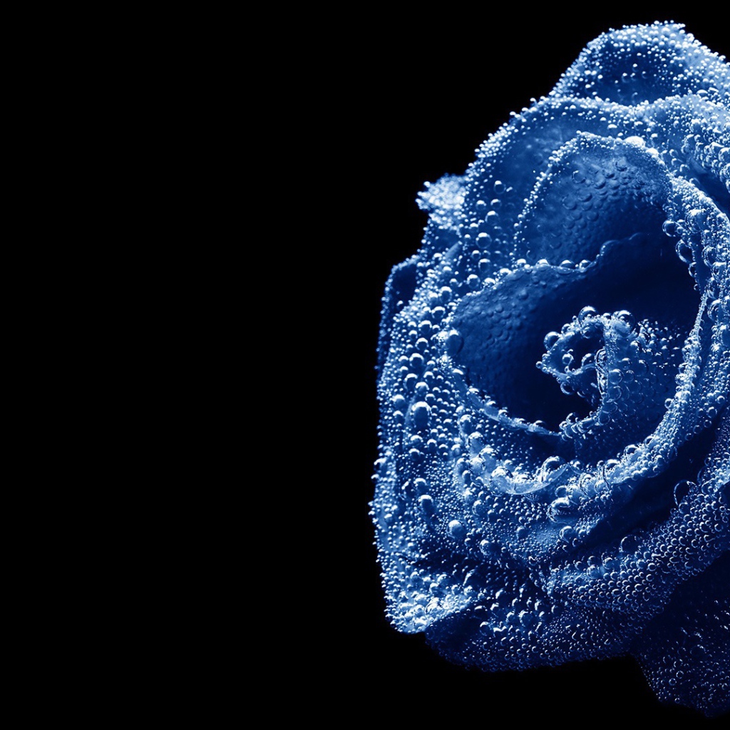 Синяя роза, погруженная в воду