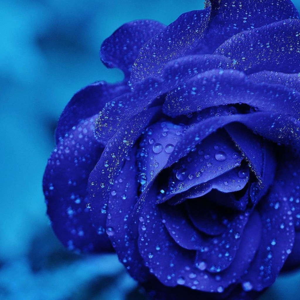 Синяя роза после проливного дождя