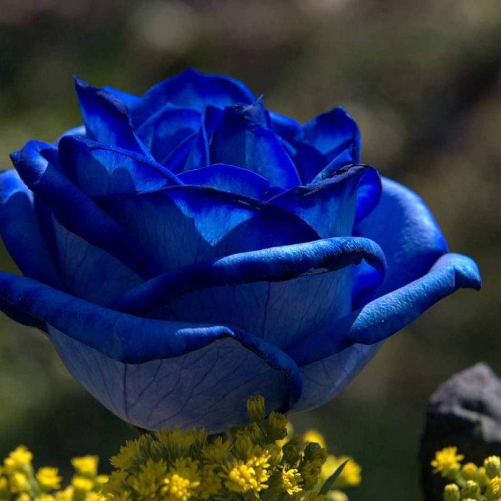 Синяя роза на рассвете