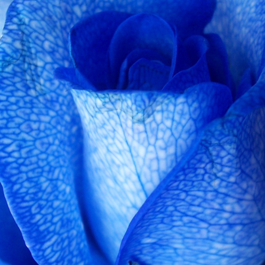 Синяя роза крупным планом