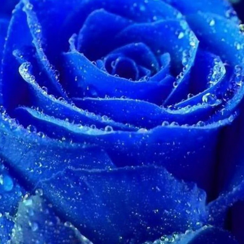Синяя роза покрылась росой