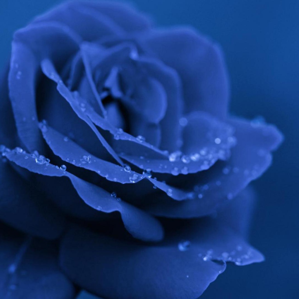 Синяя роза вечером