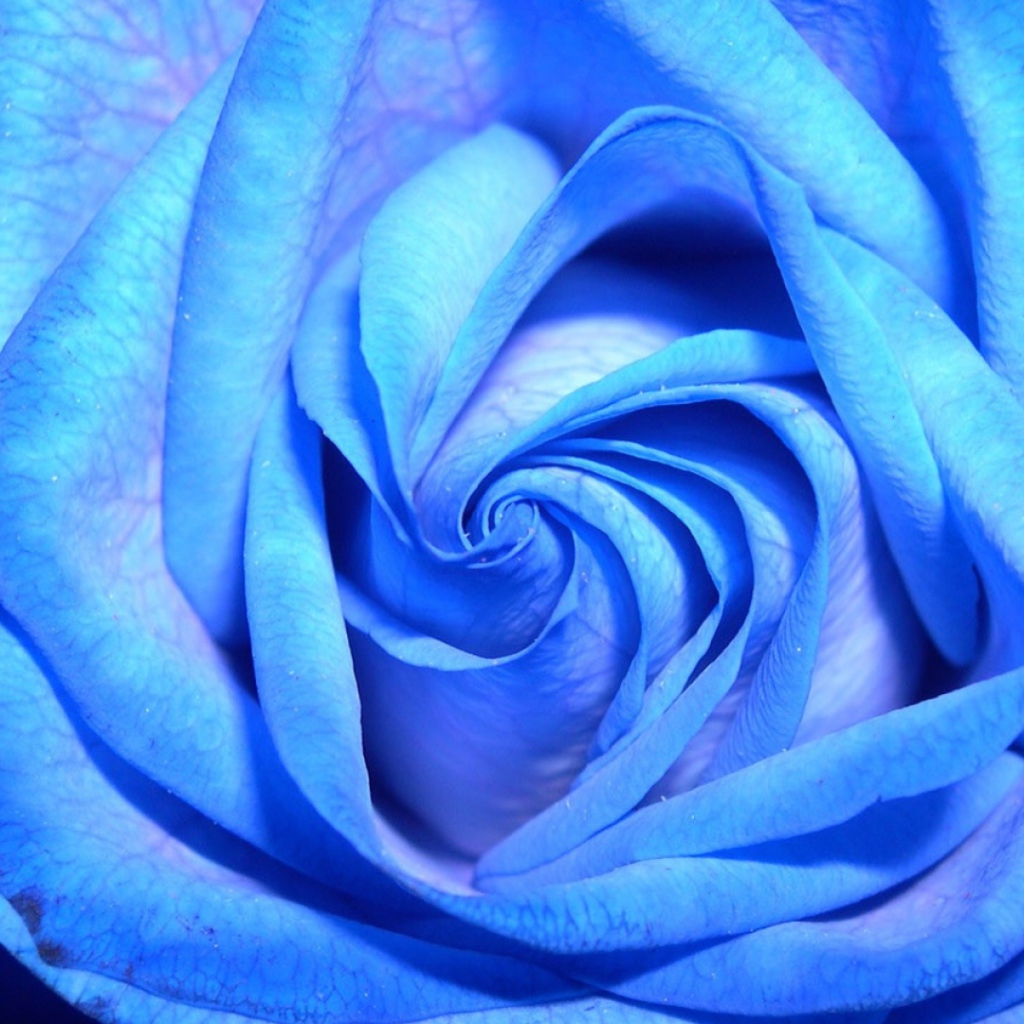 Синяя роза на тёмном фоне