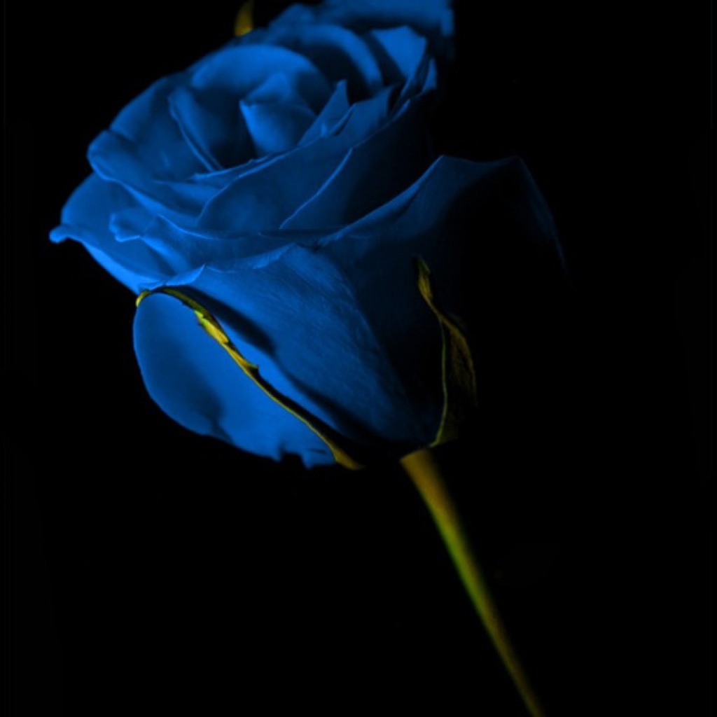 Синяя роза на чёрном фоне