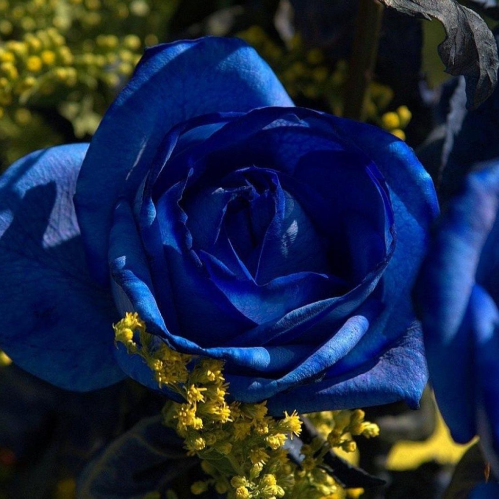 Синие розы в саду