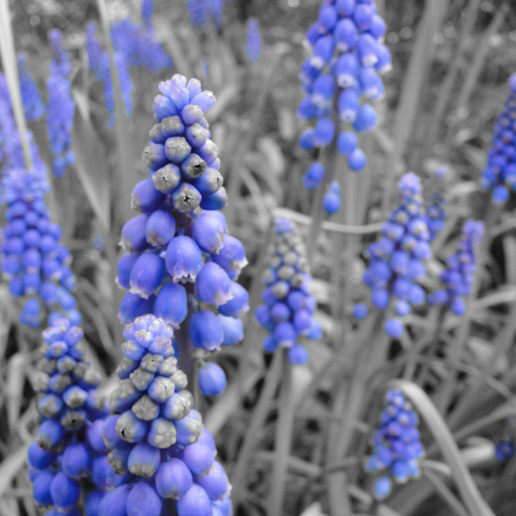 Синие колокольчики кисточкой