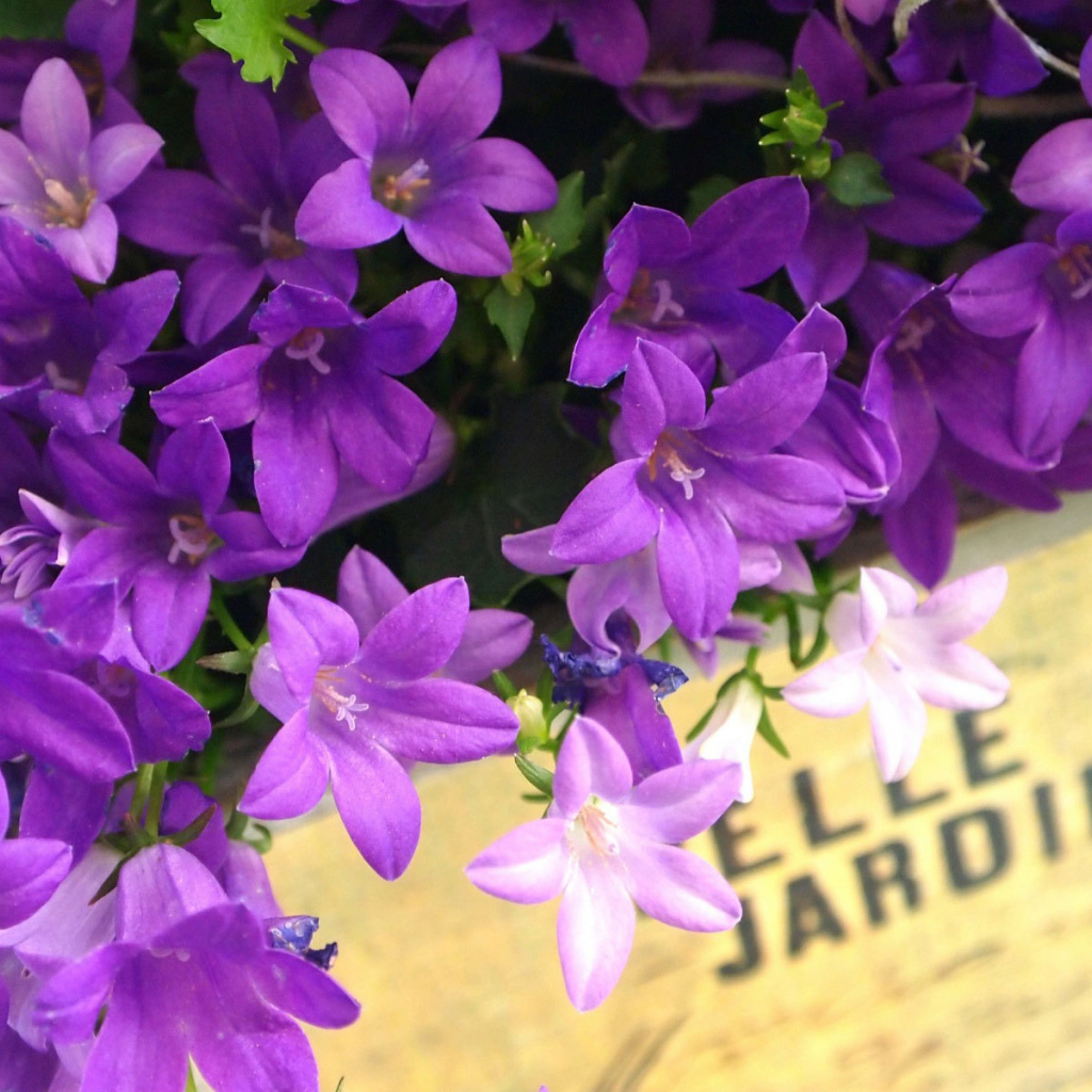 Колокольчики в ящике