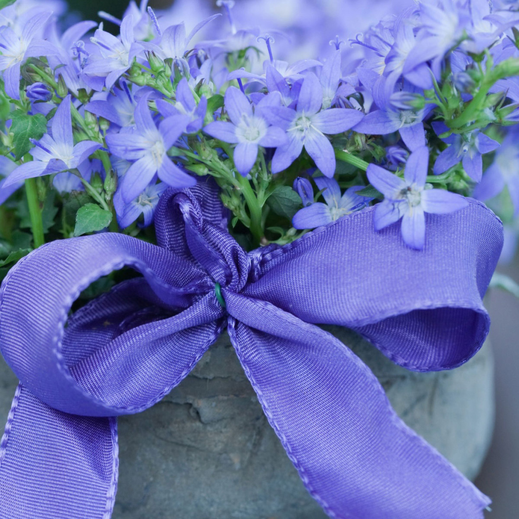 Колокольчики в горшке