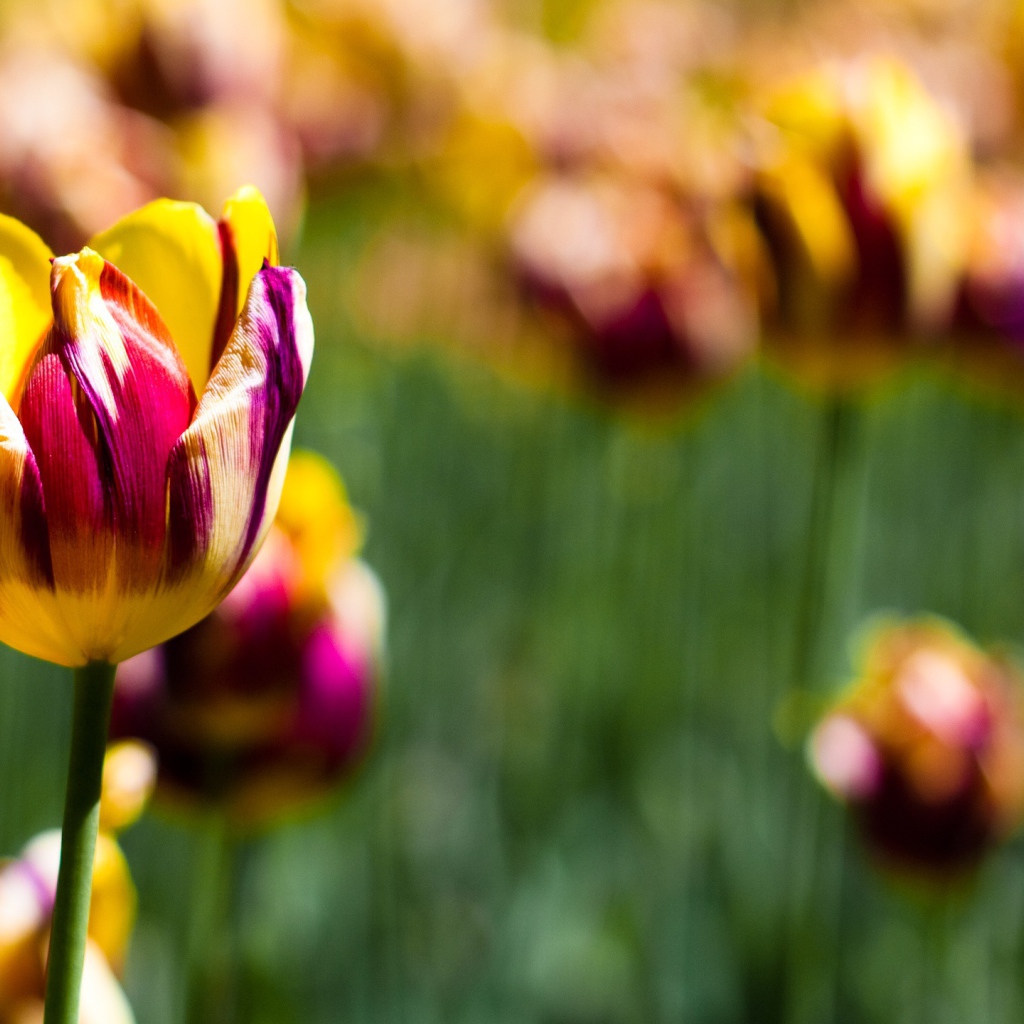 Тюльпаны в ботаническом саду