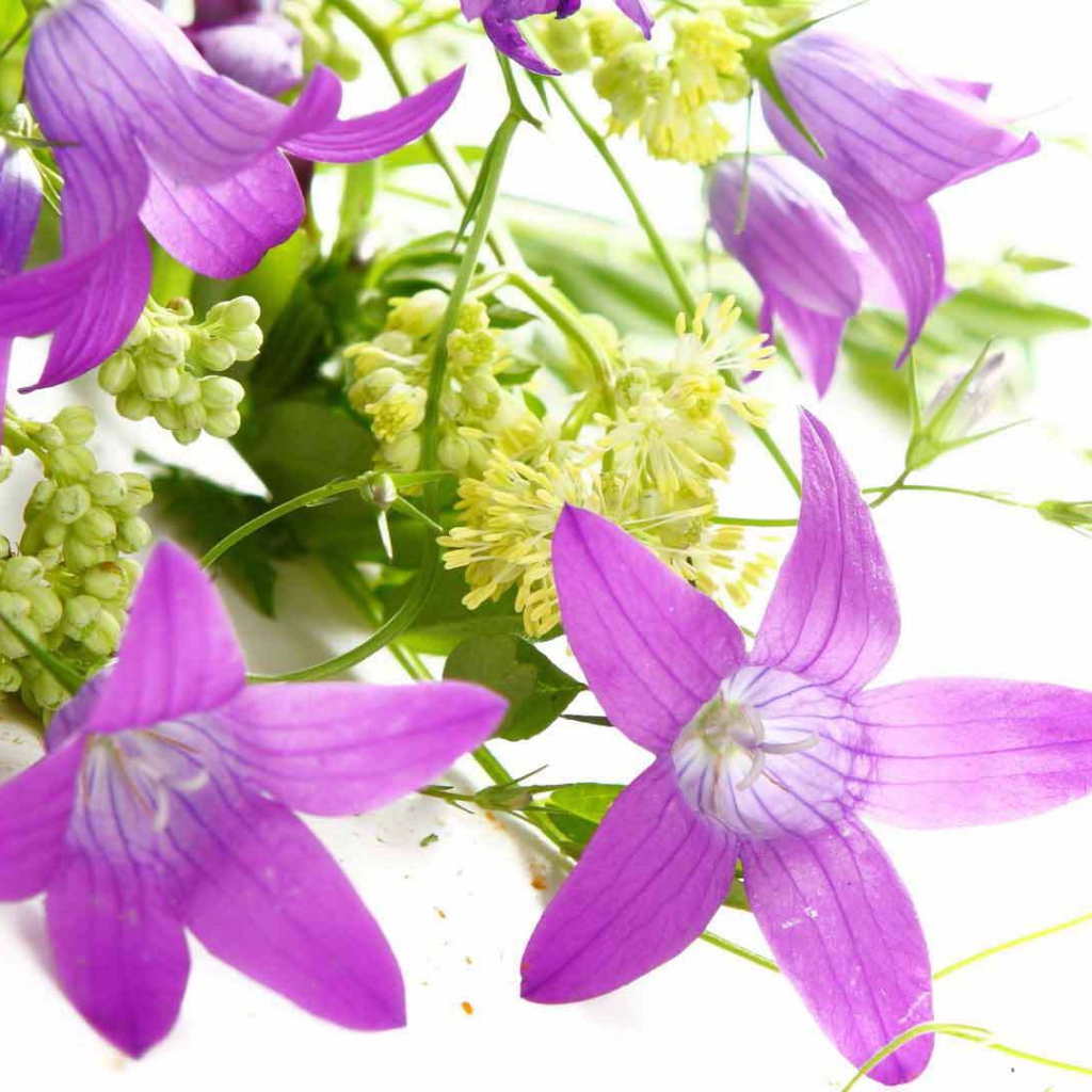 Букет из колокольчиков