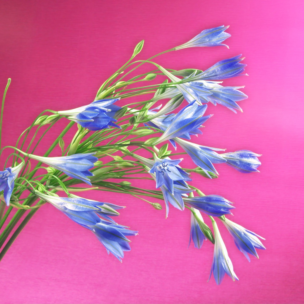 Букет синих полевых цветов