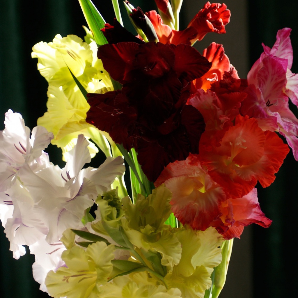 Букет разноцветных гладиолусов