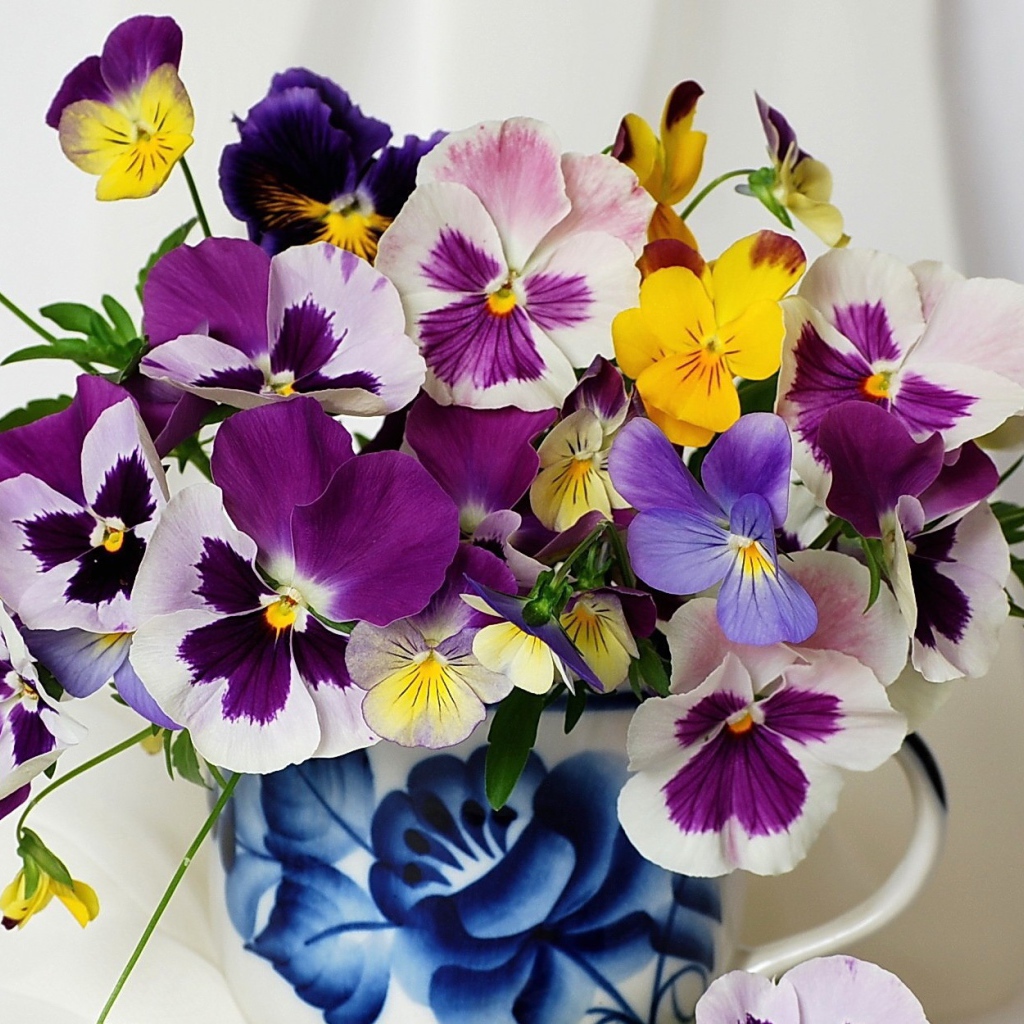 Букет цветов виола (фиалка,анютины глазки) 