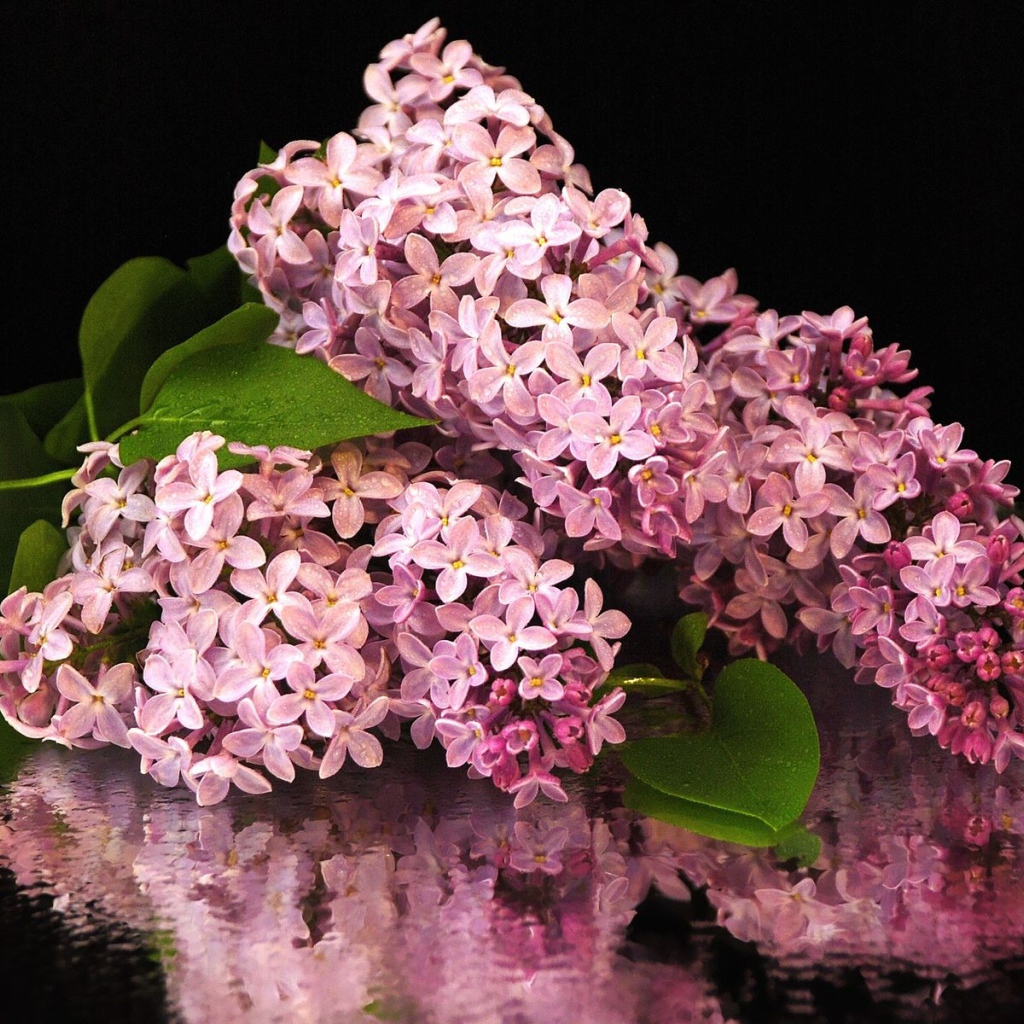 Букет сирени