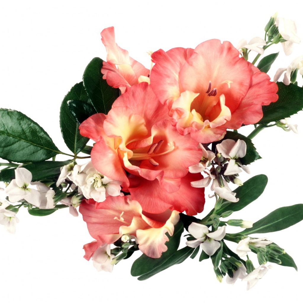 Букет оранжевых гладиолусов