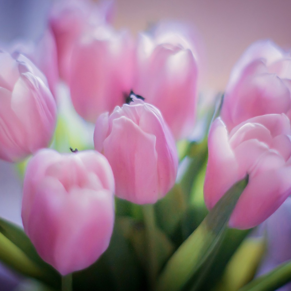 Букет розовых тюльпанов