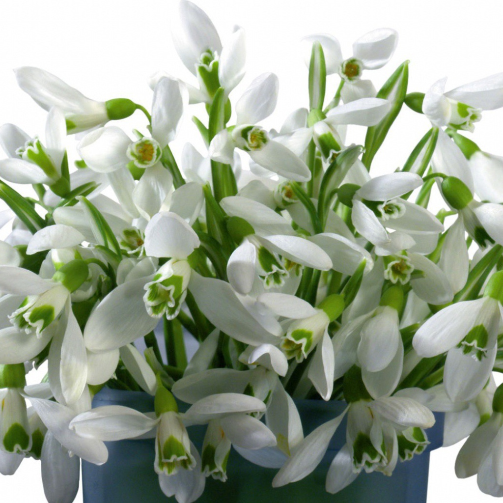 Букет белых цветов в ведре