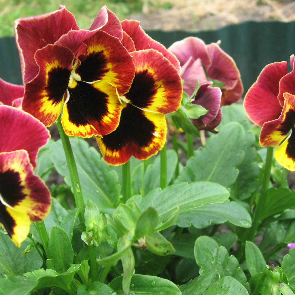 Яркие красивые цветы анютины глазки