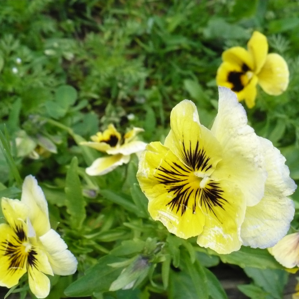 Яркие красивые желтые цветы анютины глазки