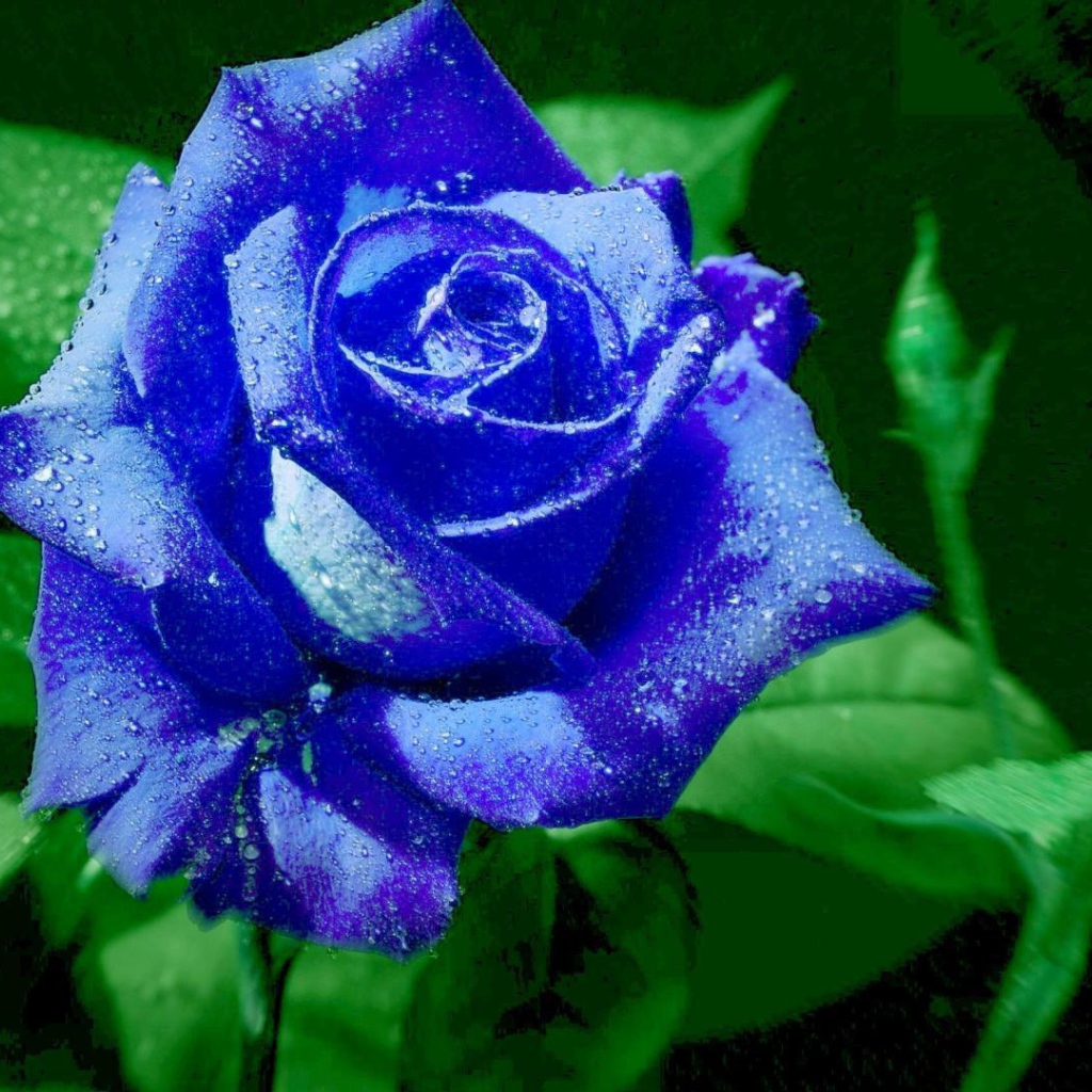 Яркая синяя роза