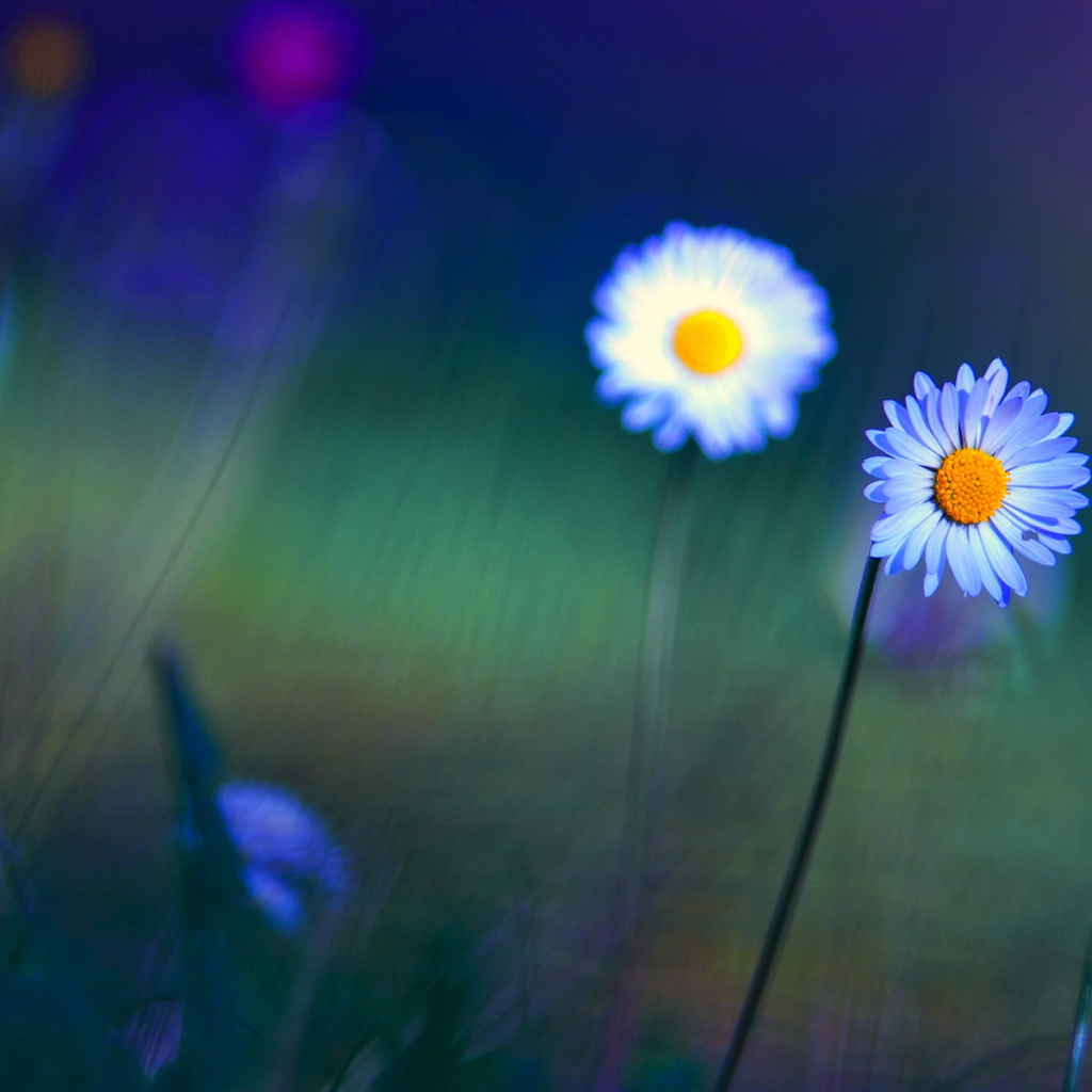 Яркие цветы маргаритки на поляне