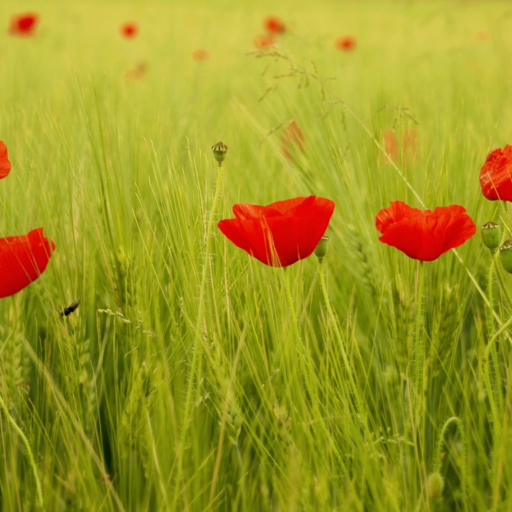 Яркие маки на поле