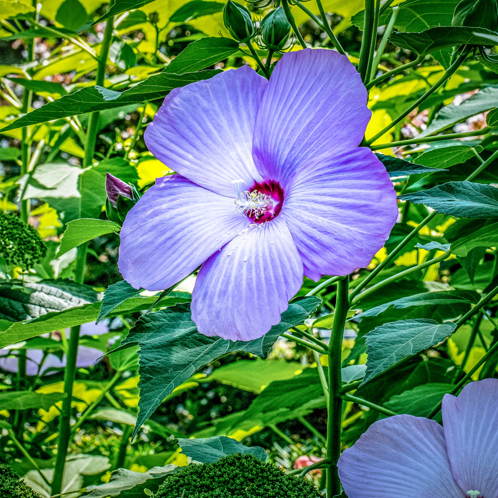 Светлый фиолетовый цветок