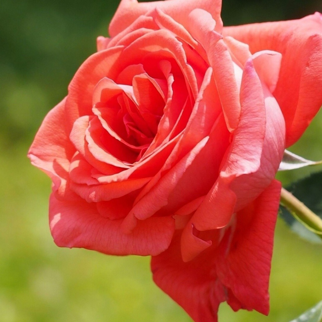 Яркая красная роза в саду