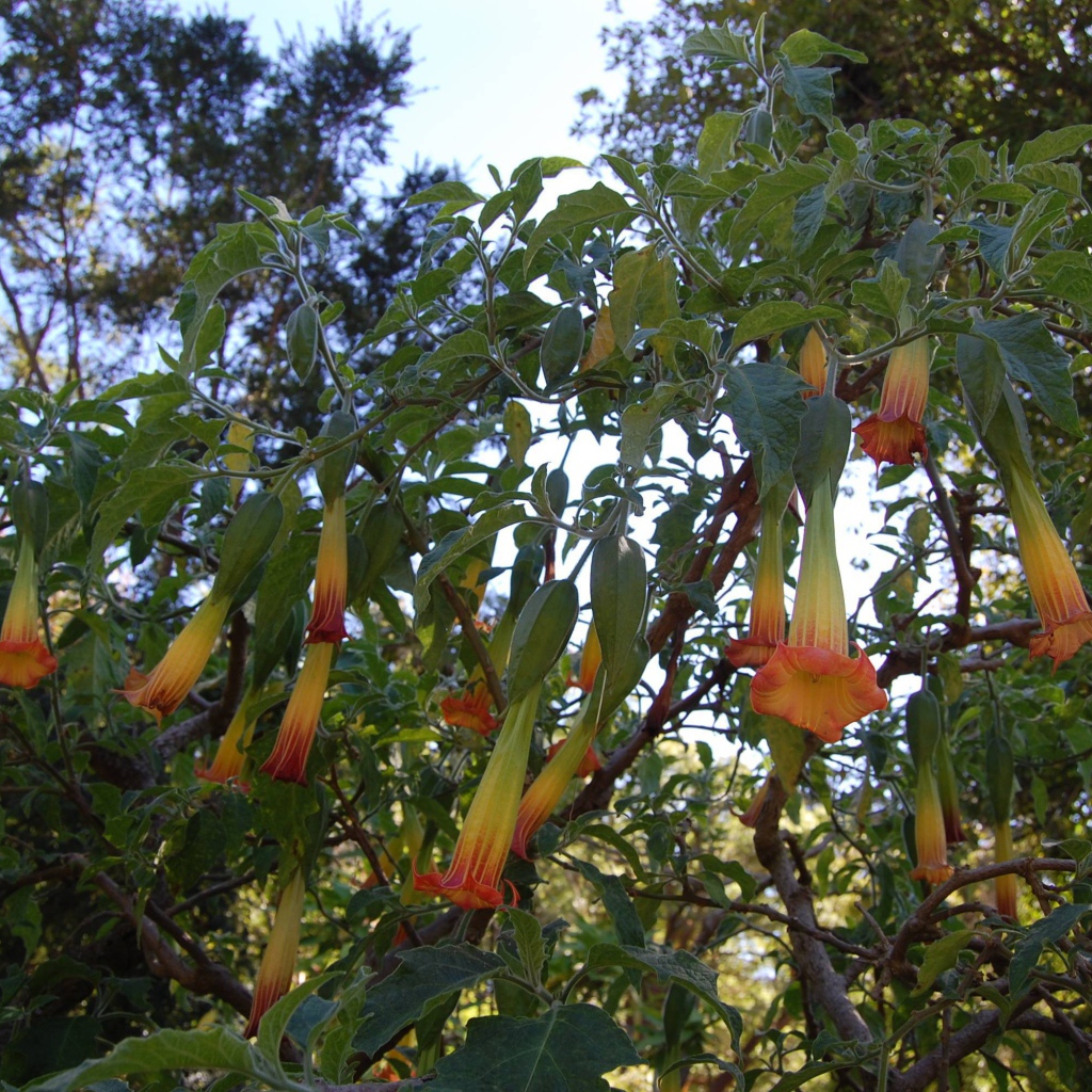 Бругмансия на дачном участке