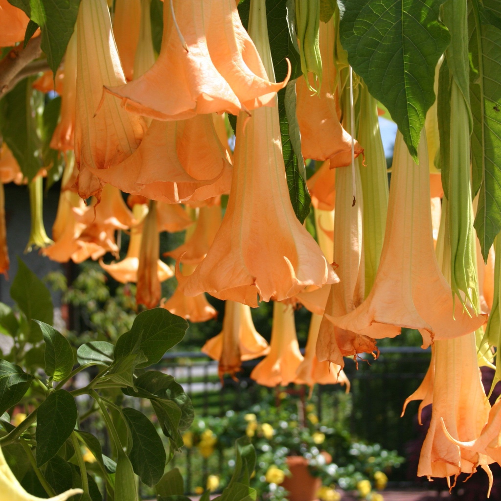 Красивый цветок бругмансия в саду