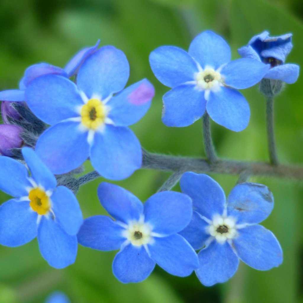 Красивые цветы бруннера в саду