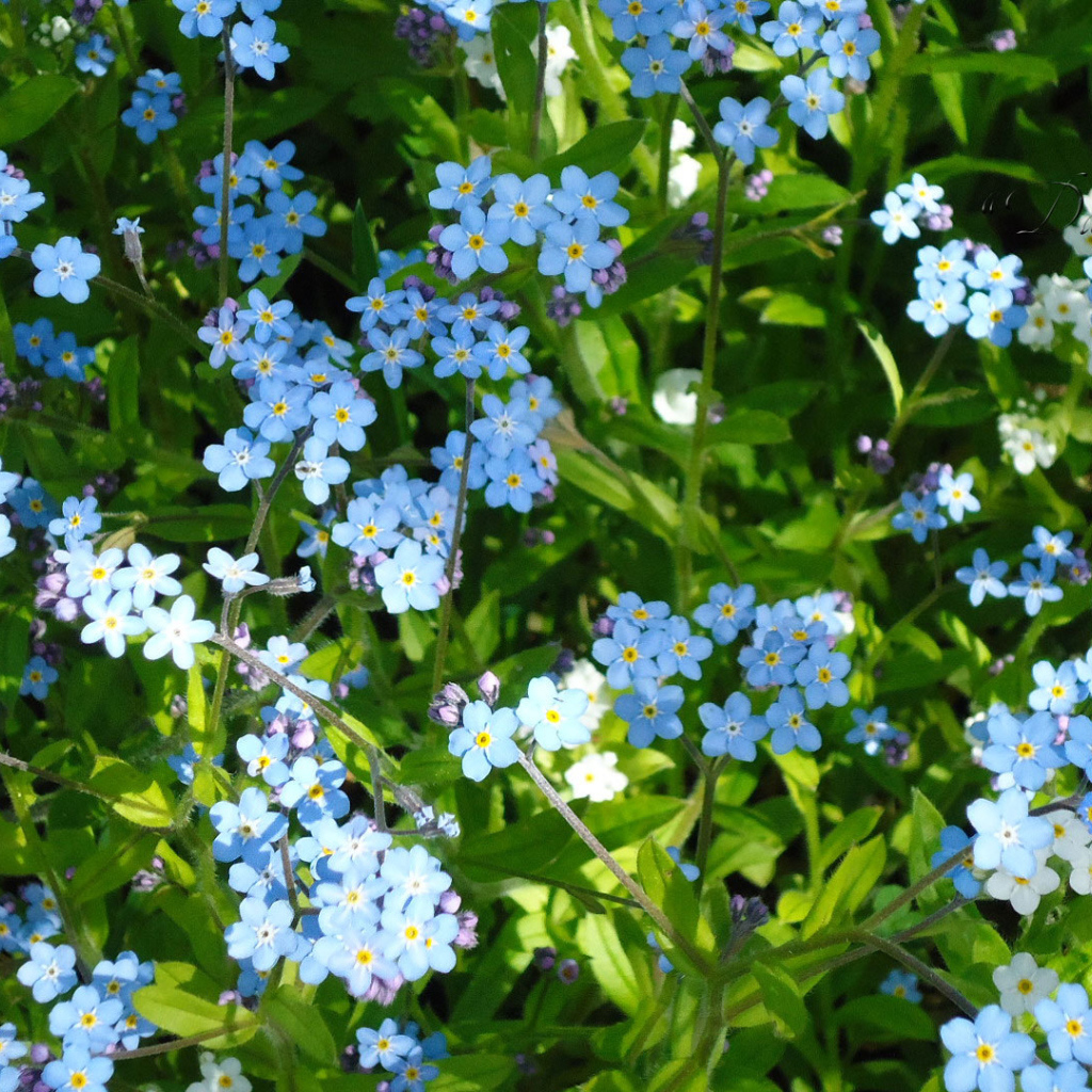 Красивые цветы бруннера в парке