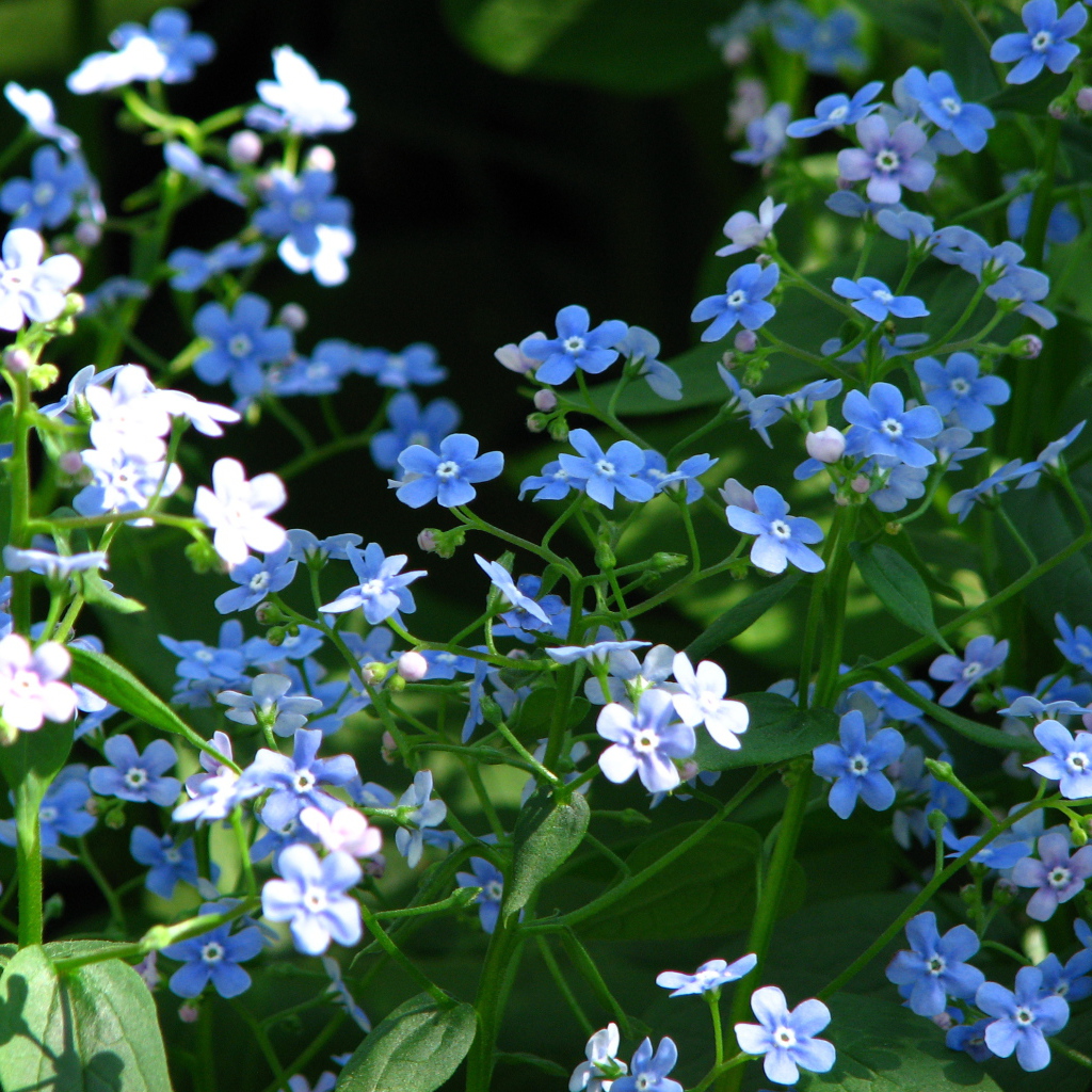 Красивые цветы бруннера на солнце