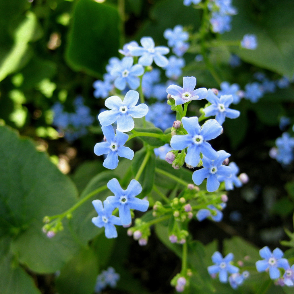 Бруннера красивое многолетнее растение