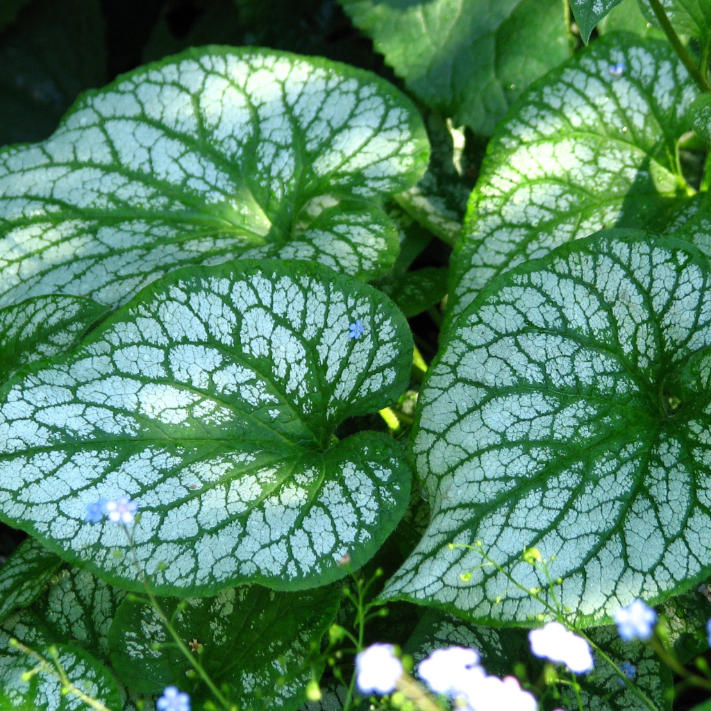 Красивое растение бруннера в лесу