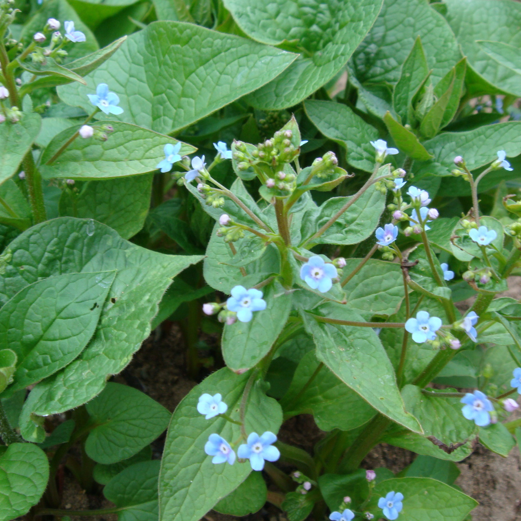 Многолетнее растение бруннера в лесу