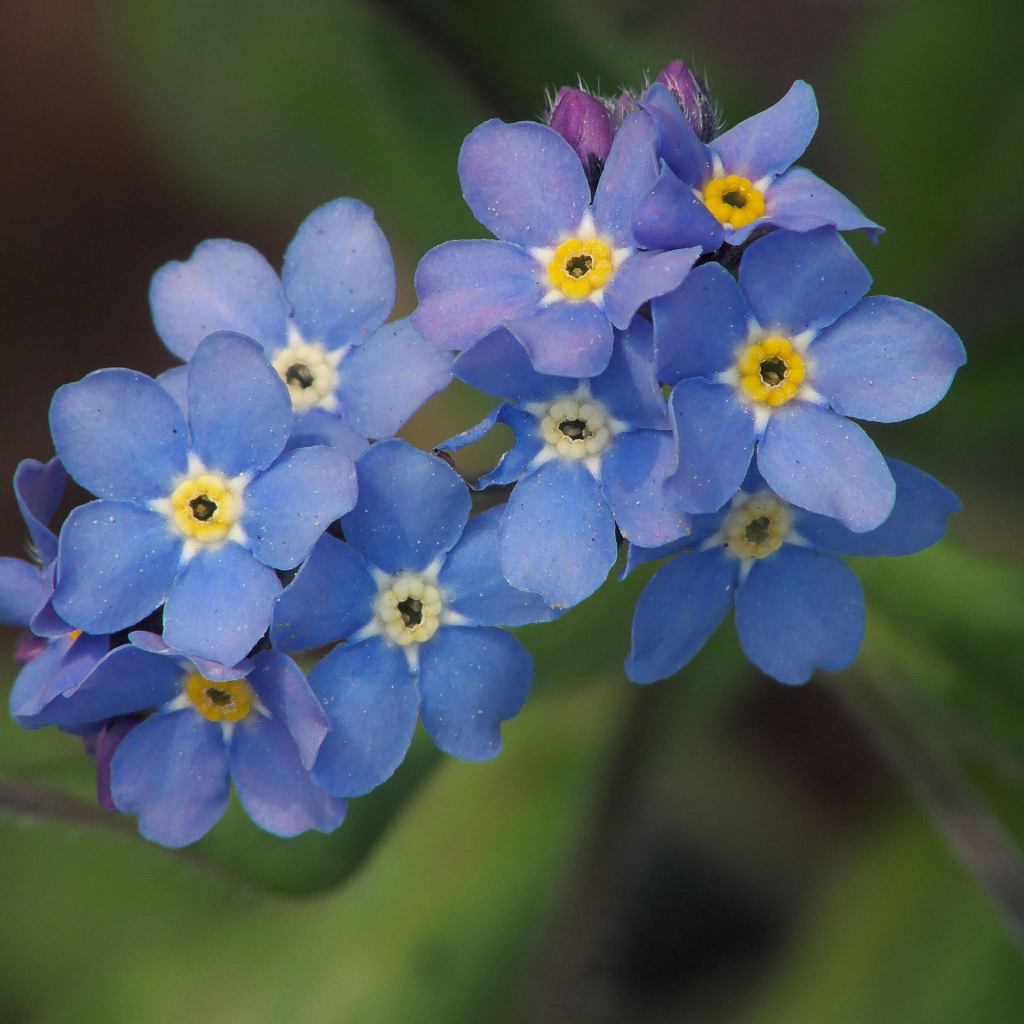 Многолетнее растение бруннера в саду