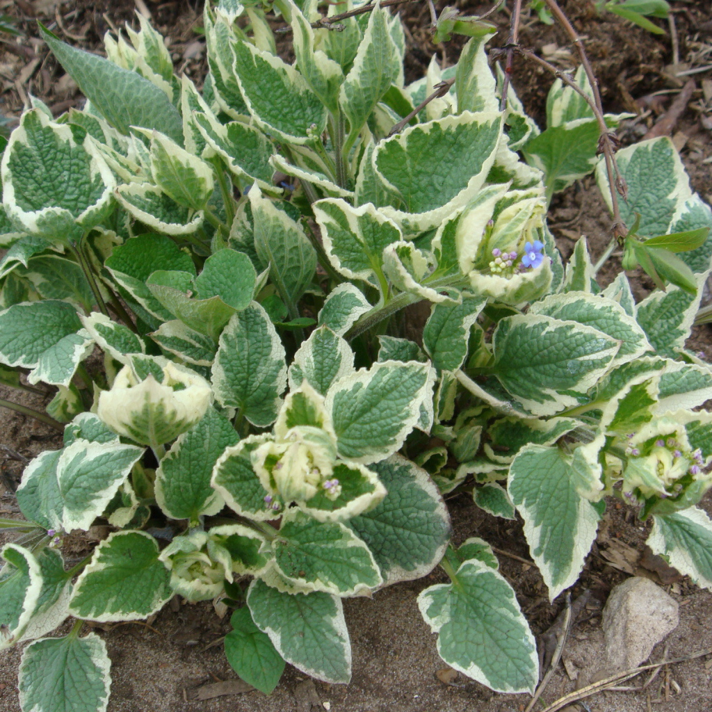 Многолетнее растение бруннера в парке