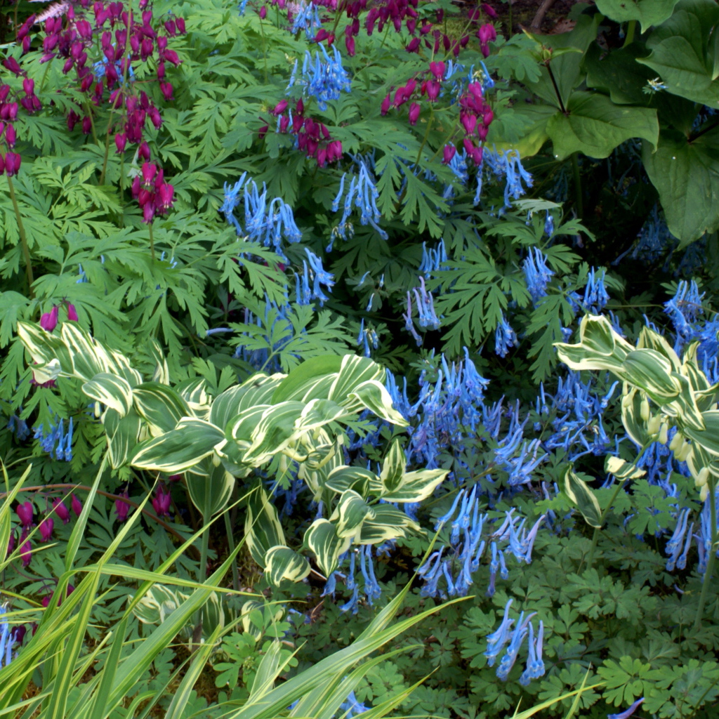 Растение бруннера в саду