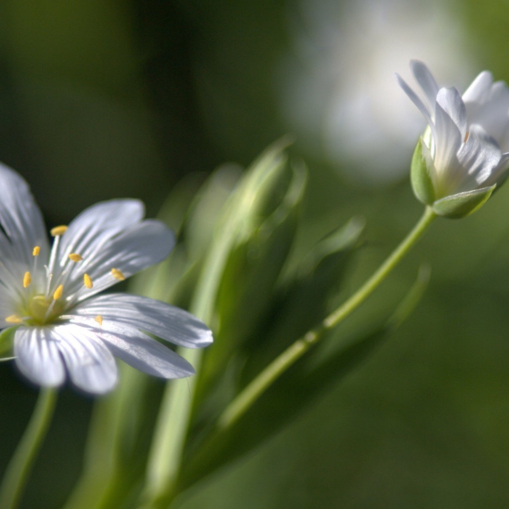 Бутон и цветок в дымке