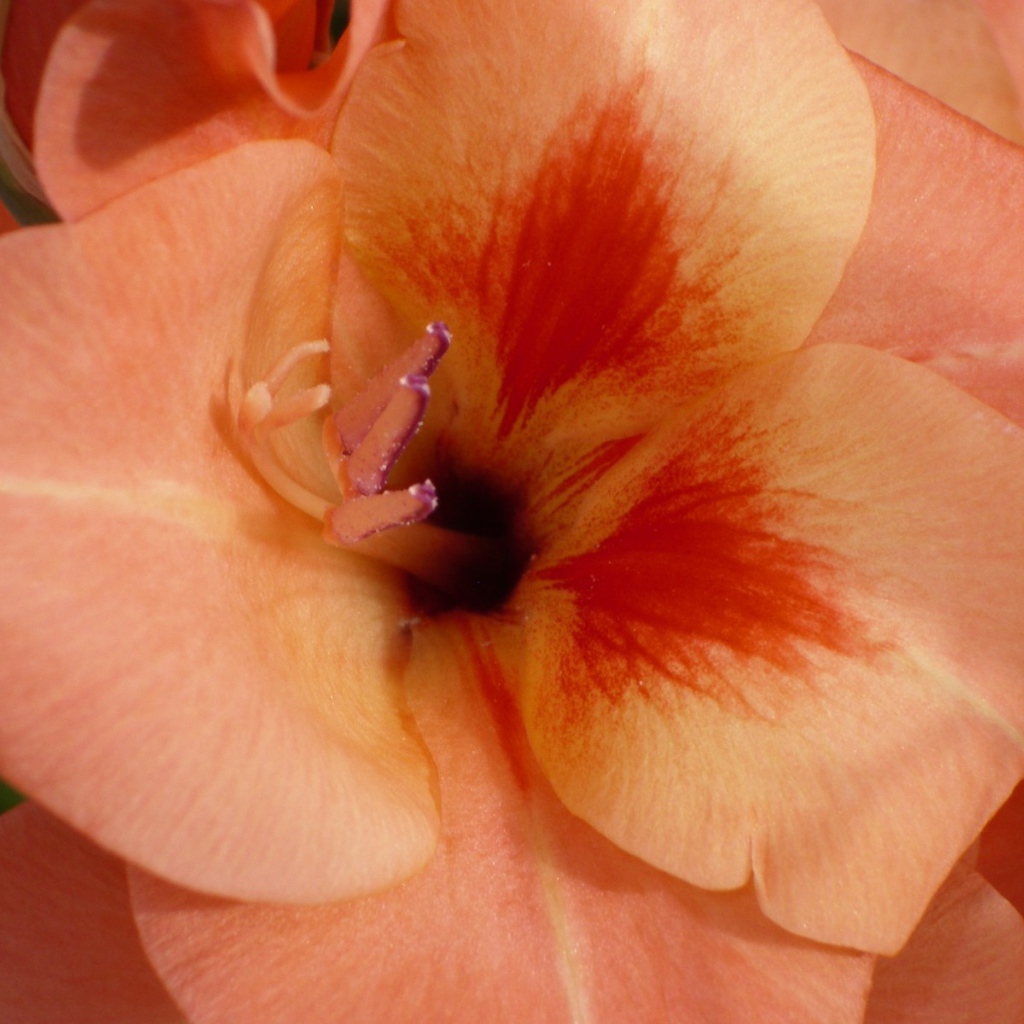 Бутон оранжевого гладиолуса