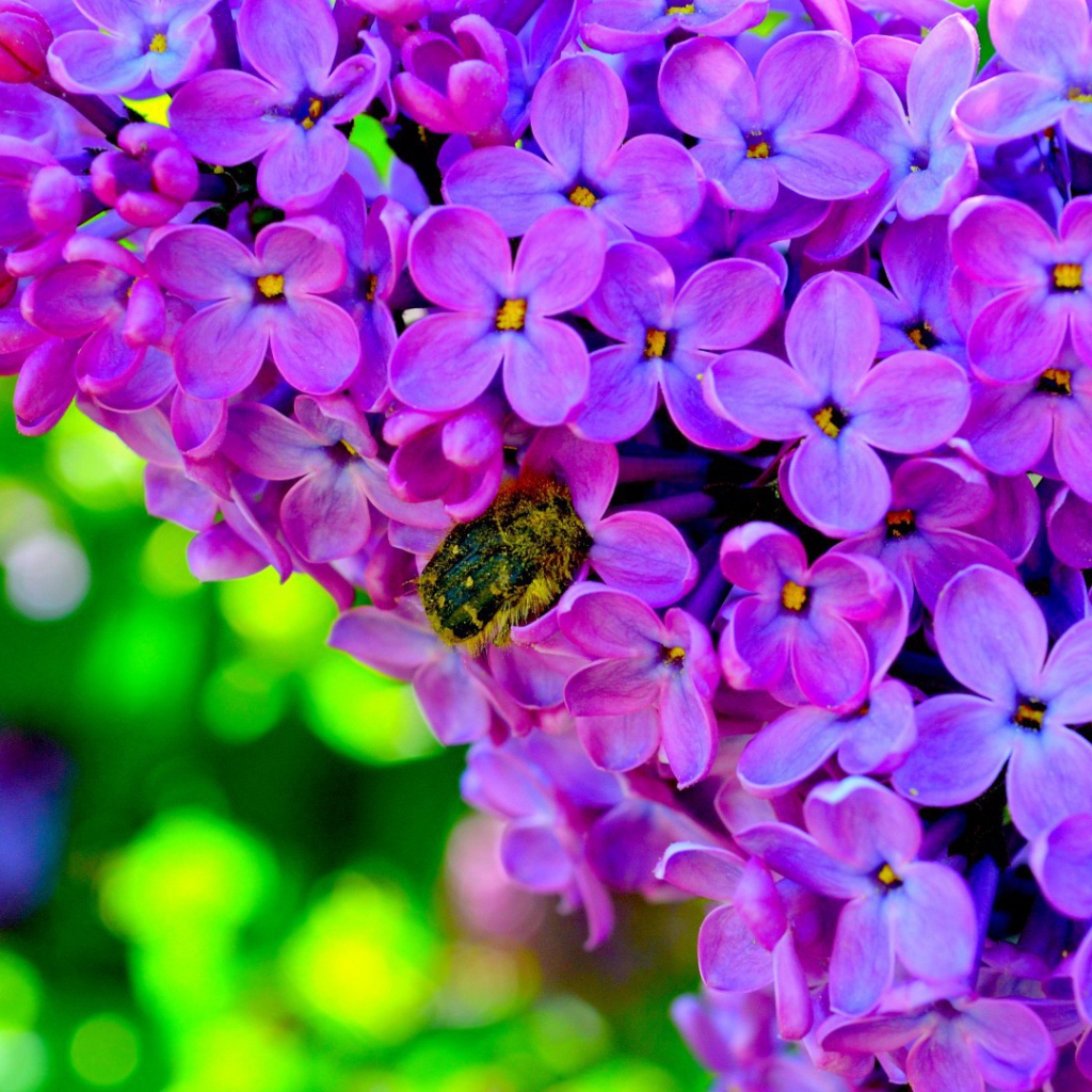 Шмель на сирени