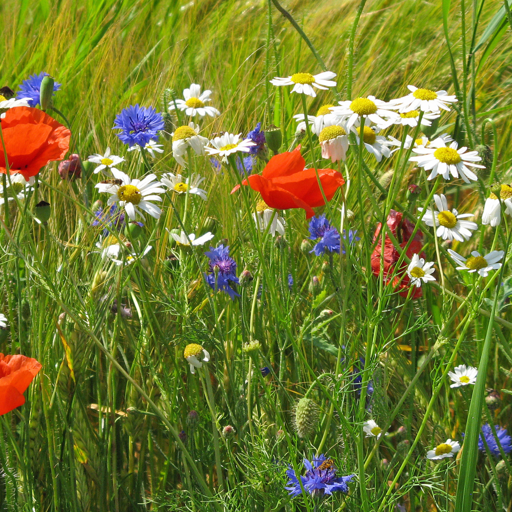 Семейка полевых цветов